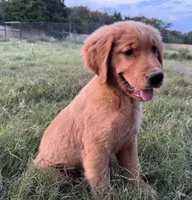 Cosmo, a male Golden Retriever for sale in Wills Point, TX – Photo 3 of 8