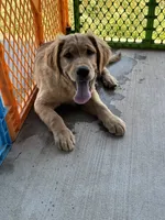 AKC Luna, a female Golden Retriever for sale in Wills Point, TX – 9 of 9