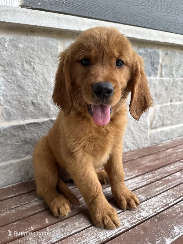 AKC Skye – Golden Retriever puppy for sale in Wills Point, TX