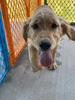 AKC Luna, a female Golden Retriever for sale in Wills Point, TX – 5 of 9