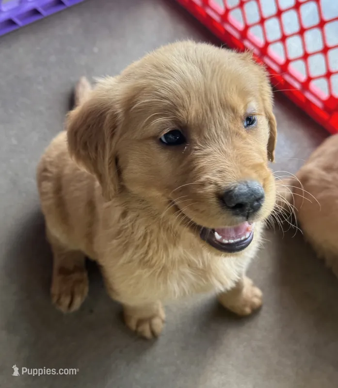 AKC Luna – Golden Retriever puppy for sale in Wills Point, TX