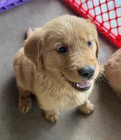 AKC Luna, a female Golden Retriever for sale in Wills Point, TX – 1 of 1