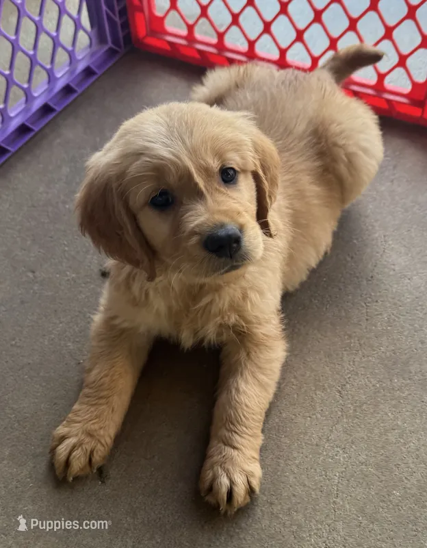 AKC Leo – Golden Retriever puppy for sale in Wills Point, TX
