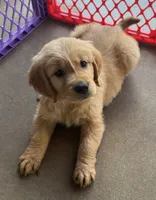 AKC Leo, a male Golden Retriever for sale in Wills Point, TX – 1 of 3