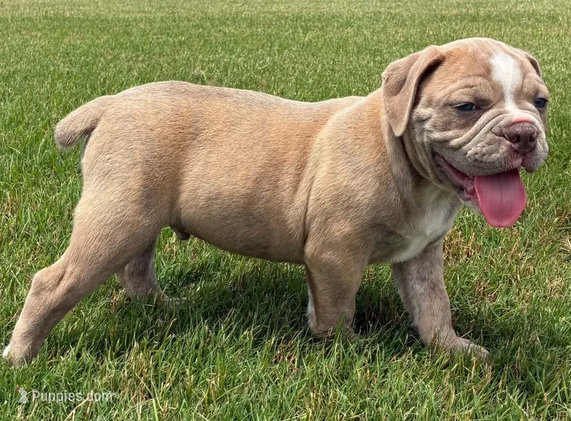 Joe Bob – Olde English Bulldogge puppy for sale in Blountsville, AL