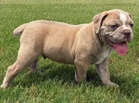Joe Bob, a male Olde English Bulldogge for sale in Blountsville, AL – 1 of 3