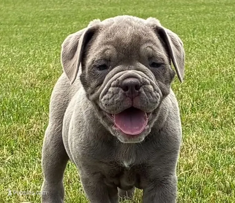 Alexa – Olde English Bulldogge puppy for sale in Blountsville, AL