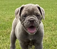 Alexa, a female Olde English Bulldogge for sale in Blountsville, AL – 1 of 2