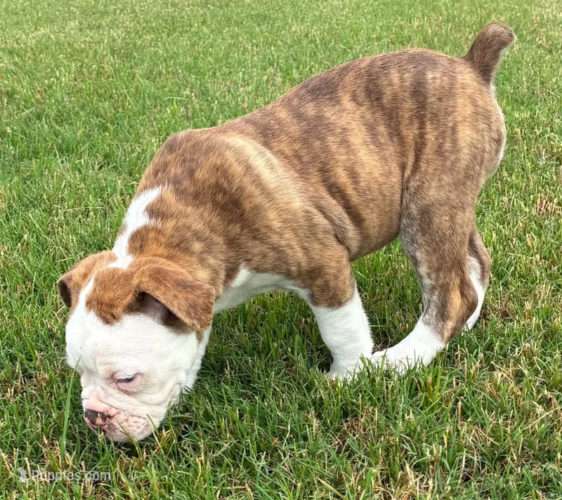 Bianca – Olde English Bulldogge puppy for sale in Blountsville, AL