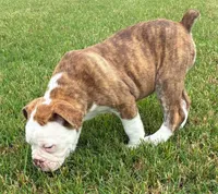Bianca, a female Olde English Bulldogge for sale in Blountsville, AL – 1 of 3