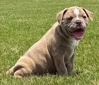 Joe Bob, a male Olde English Bulldogge for sale in Blountsville, AL – 2 of 3