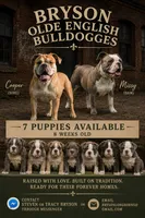 Hershey, a male Olde English Bulldogge for sale in Blountsville, AL – 2 of 2