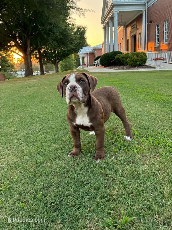 Hershey – Olde English Bulldogge puppy for sale in Blountsville, AL
