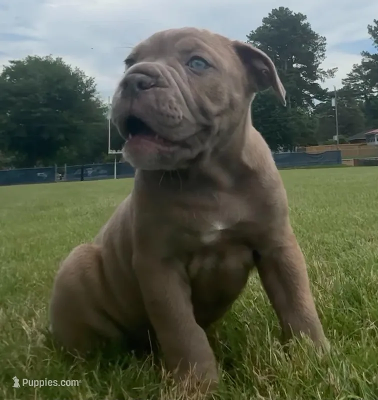 Lucky – Olde English Bulldogge puppy for sale in Blountsville, AL