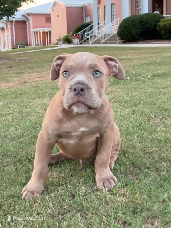Lucky – Olde English Bulldogge puppy for sale in Blountsville, AL