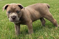Lucky, a male Olde English Bulldogge for sale in Blountsville, AL – 2 of 3