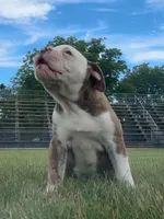 Bianca, a female Olde English Bulldogge for sale in Blountsville, AL – 2 of 3