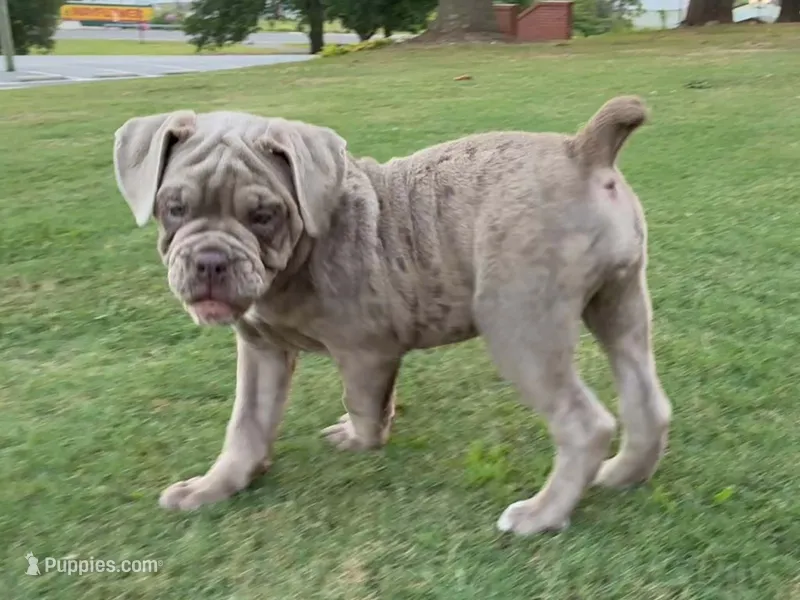 Alexa – Olde English Bulldogge puppy for sale in Blountsville, AL