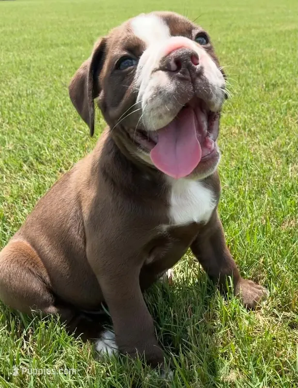 Hershey – Olde English Bulldogge puppy for sale in Blountsville, AL