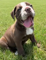 Hershey, a male Olde English Bulldogge for sale in Blountsville, AL – 1 of 2