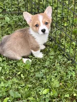 Toby, a male Pembroke Welsh Corgi for sale in Stoutsville, OH – 2 of 5