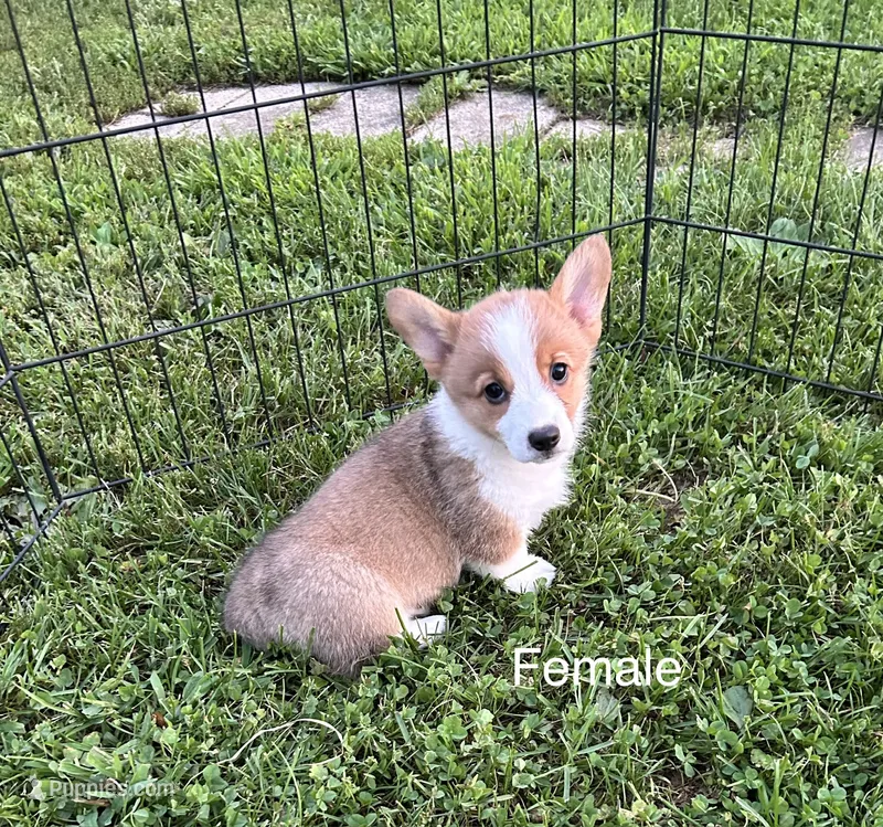 Lucy – Pembroke Welsh Corgi puppy for sale in Stoutsville, OH