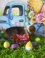 Buddy, a male Pembroke Welsh Corgi for sale in Stoutsville, OH – Photo 4 of 5