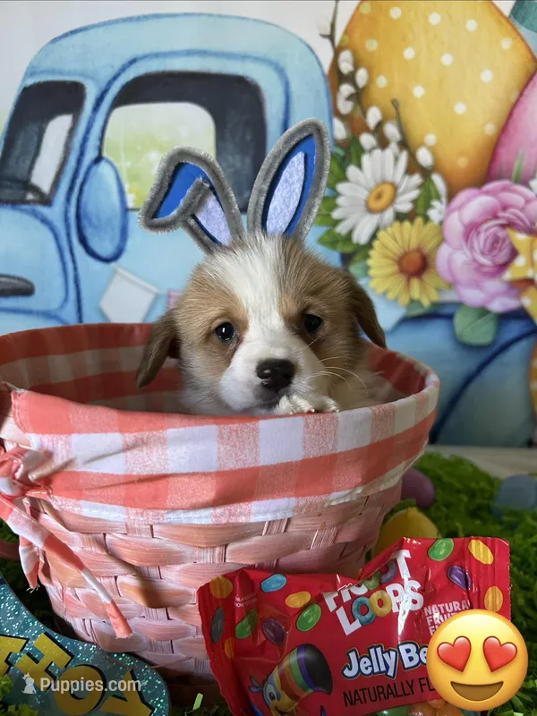 Buddy – Pembroke Welsh Corgi puppy for sale in Stoutsville, OH