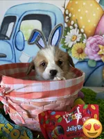 Buddy, a male Pembroke Welsh Corgi for sale in Stoutsville, OH – Photo 1 of 5