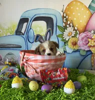 Buddy, a male Pembroke Welsh Corgi for sale in Stoutsville, OH – Photo 2 of 5