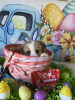 Buddy, a male Pembroke Welsh Corgi for sale in Stoutsville, OH – Photo 5 of 5