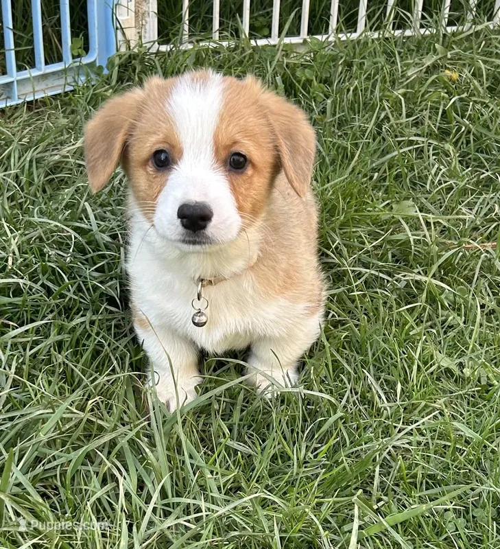 Buddy – Pembroke Welsh Corgi puppy for sale in Stoutsville, OH
