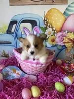 Tilly, a female Pembroke Welsh Corgi for sale in Stoutsville, OH – Photo 5 of 5