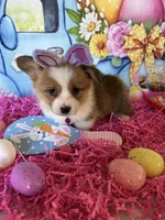Tilly, a female Pembroke Welsh Corgi for sale in Stoutsville, OH – Photo 3 of 5