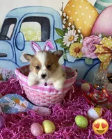 Tilly, a female Pembroke Welsh Corgi for sale in Stoutsville, OH – Photo 1 of 5