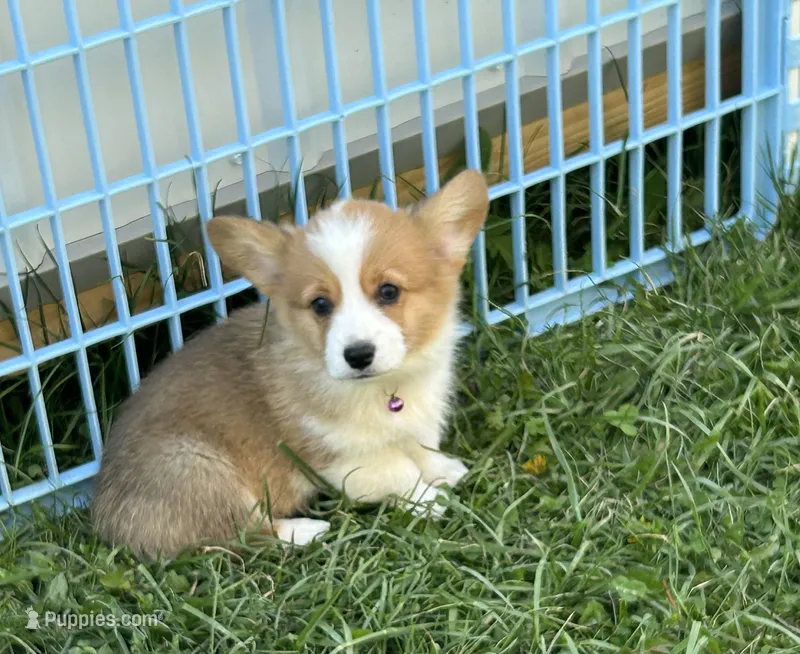 Tilly – Pembroke Welsh Corgi puppy for sale in Stoutsville, OH