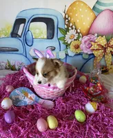 Tilly, a female Pembroke Welsh Corgi for sale in Stoutsville, OH – Photo 4 of 5