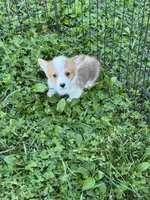 Max, a male Pembroke Welsh Corgi for sale in Stoutsville, OH – 2 of 5