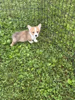 Toby, a male Pembroke Welsh Corgi for sale in Stoutsville, OH – 5 of 5
