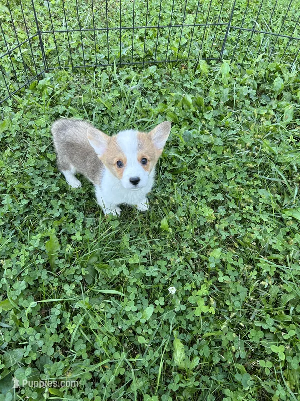 Max – Pembroke Welsh Corgi puppy for sale in Stoutsville, OH