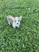 Max, a male Pembroke Welsh Corgi for sale in Stoutsville, OH – 1 of 5