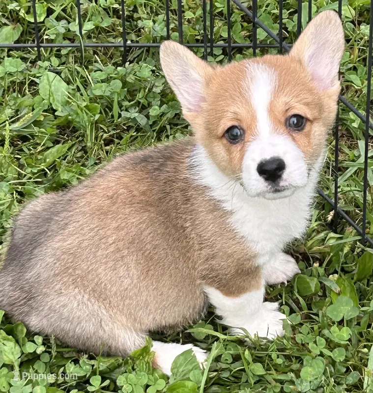 Toby – Pembroke Welsh Corgi puppy for sale in Stoutsville, OH