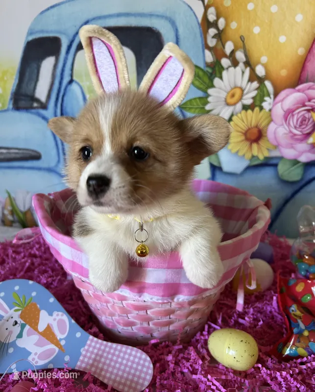 Lacey – Pembroke Welsh Corgi puppy for sale in Stoutsville, OH