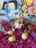 Lacey, a female Pembroke Welsh Corgi for sale in Stoutsville, OH – Photo 6 of 6