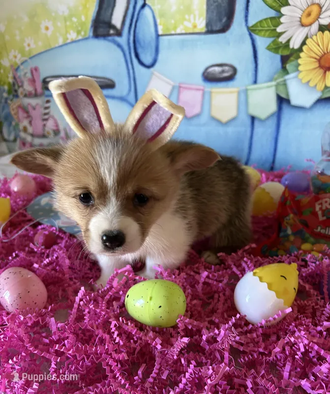 Lacey – Pembroke Welsh Corgi puppy for sale in Stoutsville, OH