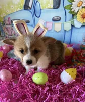 Lacey, a female Pembroke Welsh Corgi for sale in Stoutsville, OH – Photo 1 of 6
