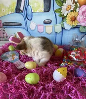 Lacey, a female Pembroke Welsh Corgi for sale in Stoutsville, OH – Photo 4 of 6