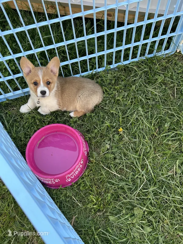 Lacey – Pembroke Welsh Corgi puppy for sale in Stoutsville, OH