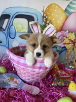 Lacey, a female Pembroke Welsh Corgi for sale in Stoutsville, OH – Photo 3 of 6