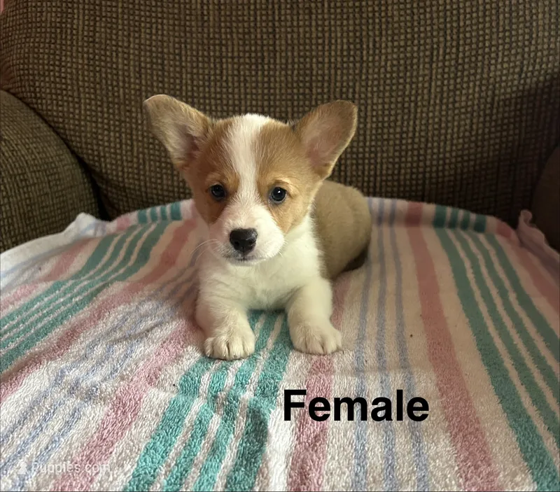 Lucy – Pembroke Welsh Corgi puppy for sale in Stoutsville, OH